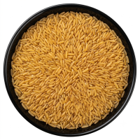 Golden Rice